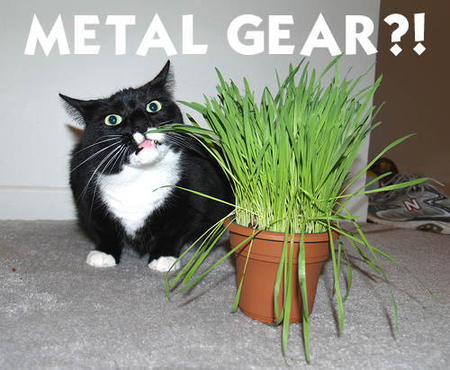 metal_gear_cat.jpg